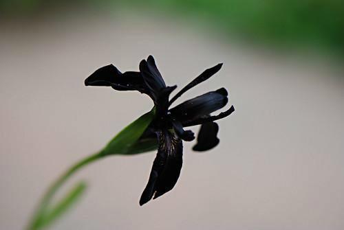 黑鸢尾的诱惑,探寻神秘花语背后的传奇故事