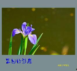 黑鸢尾的诱惑,探寻神秘花语背后的传奇故事