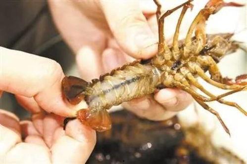 龙虾小孩,探寻神秘生物的奇幻之旅