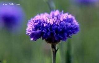 蓝色矢车菊,浪漫之花，自然之美