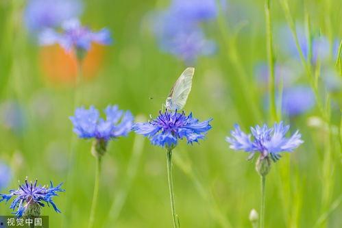 蓝色矢车菊,浪漫之花，自然之美