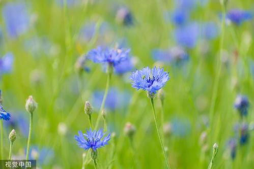 蓝色矢车菊,浪漫之花，自然之美