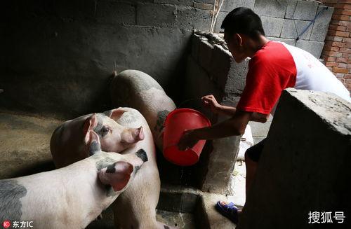 我靠养猪打脸前夫家,我靠养猪打脸前夫家，重拾尊严与幸福